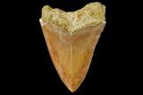 Serrated, Fossil Megalodon Tooth - Indonesia #151827-2